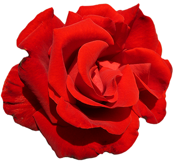 A red red rose cut-out