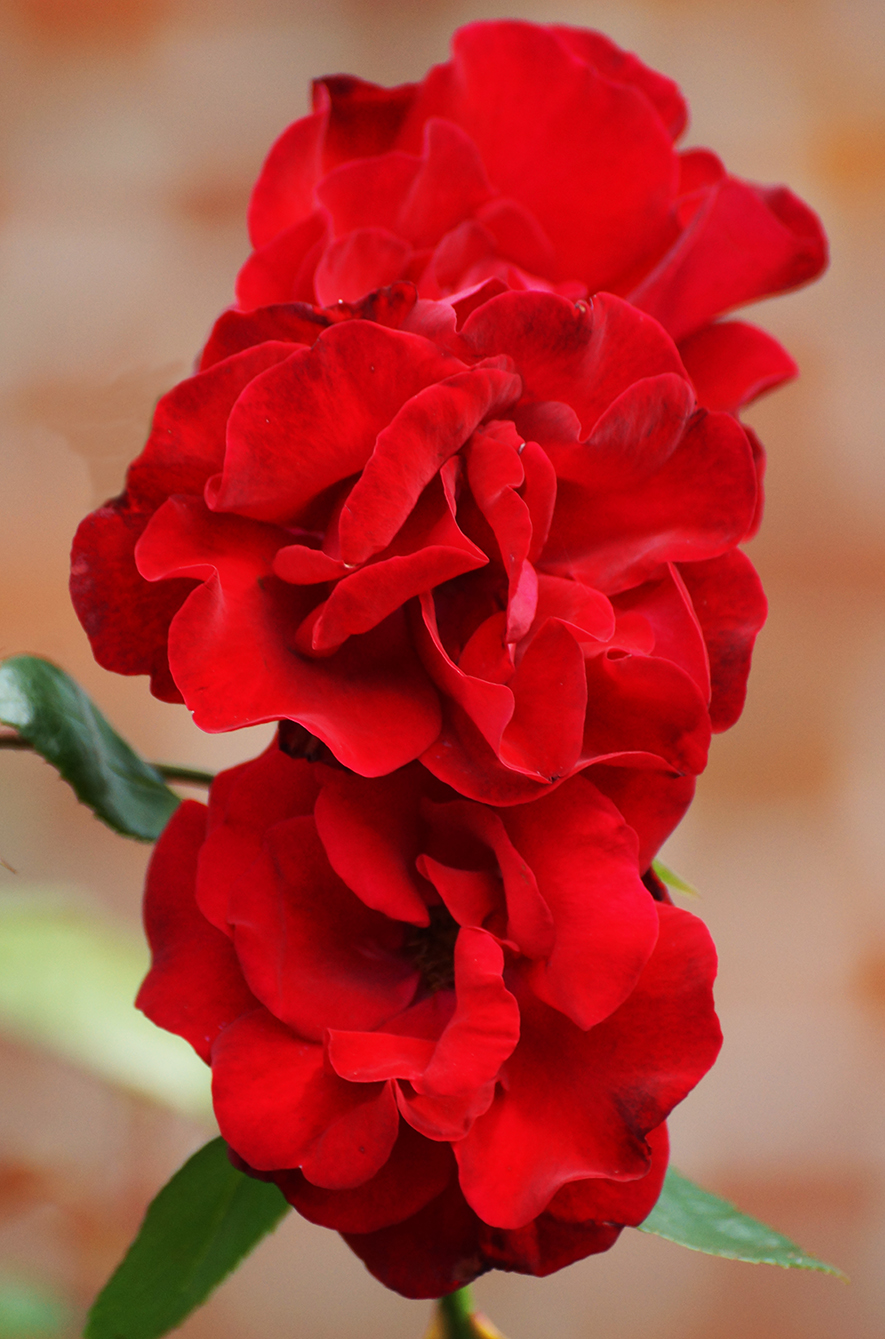 red red roses photo