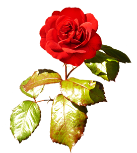 red Valentine rose on stalk