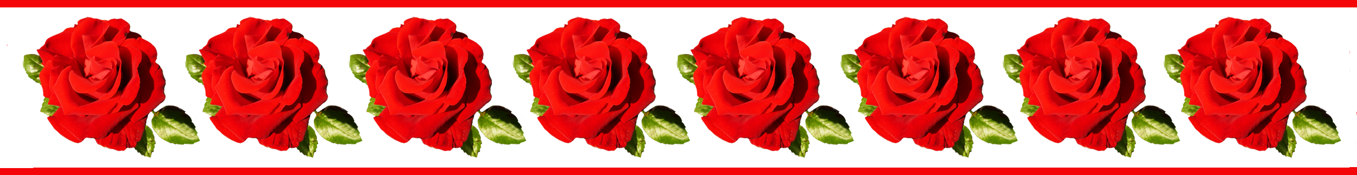 red rose border template