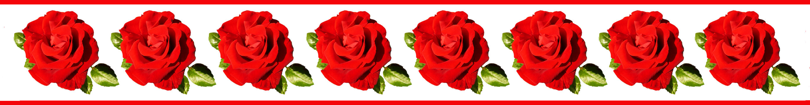 Image result for border line flowers rose