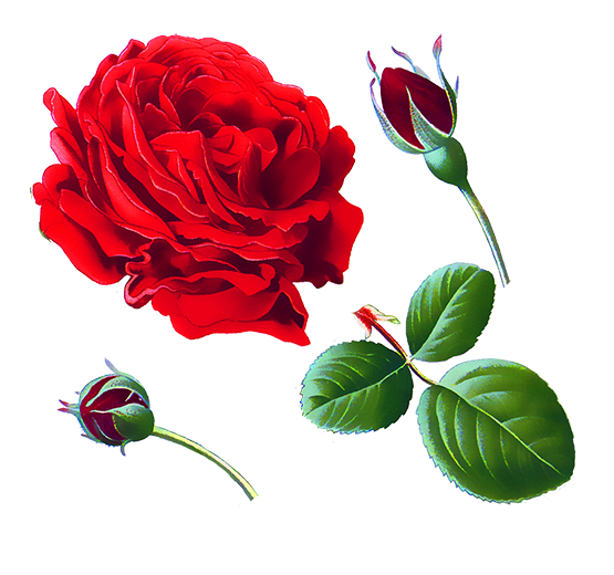 red rose clipart elements