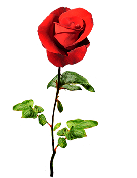 Valentine day rose