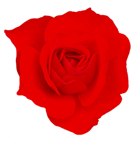 red rose head clipart