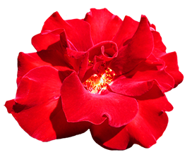 red Valentine rose clipart 