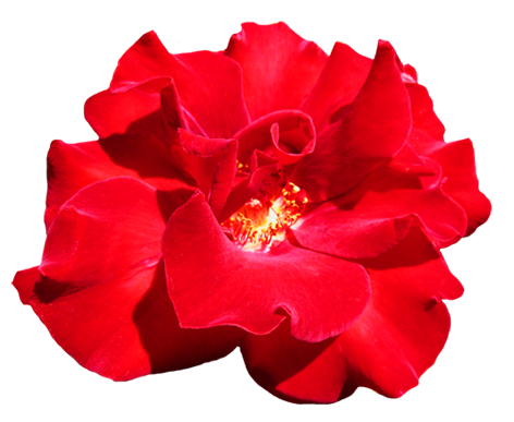Red Valentine Rose clipart