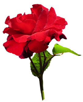 red rose with leaves