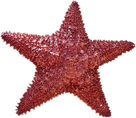 red starfish clipart