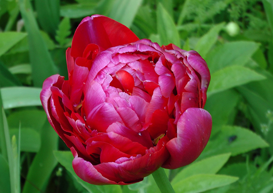 red tulip flower photo