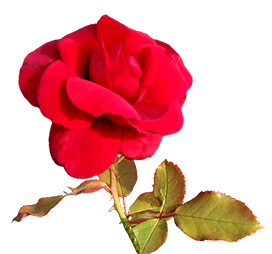 red Valentine day flower