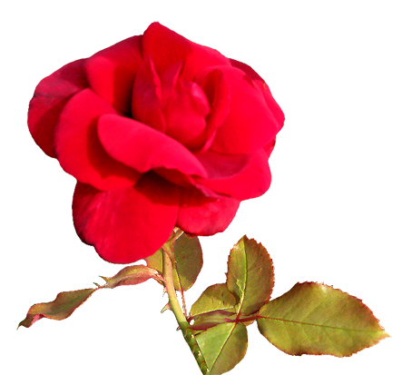 red Valentine day flower
