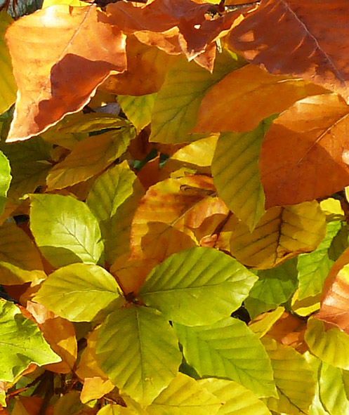 red yellow and green leaves