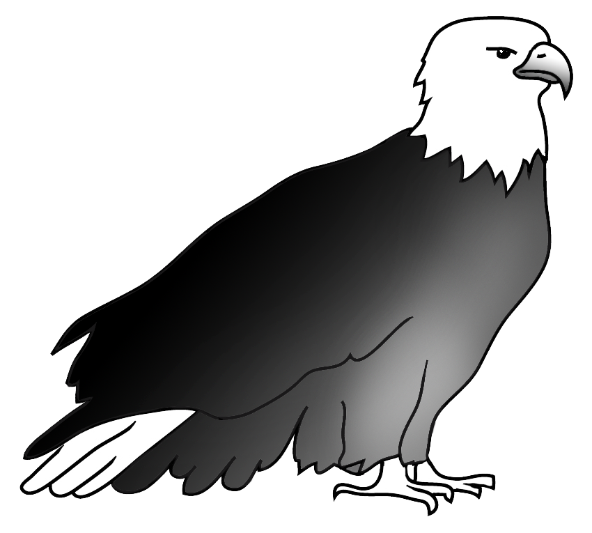 resting bald eagle drawing