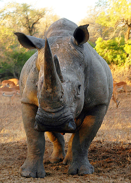 African white rhinoceros on the savannah