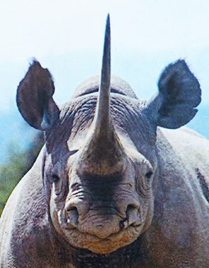 Black rhinoceros head