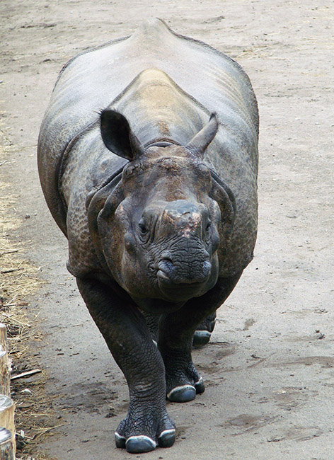 Picture of Indian rhino in zoo