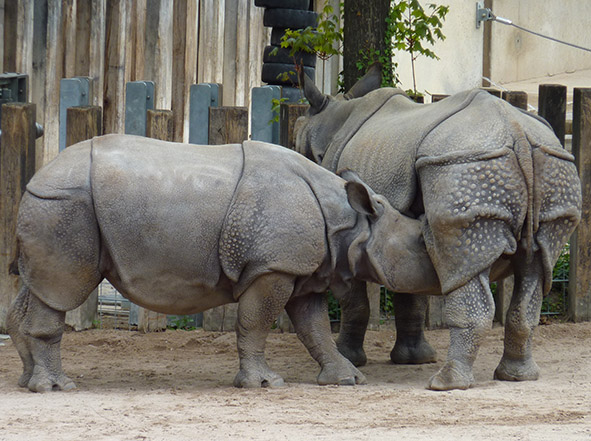 rhinoceros calf drinking milk