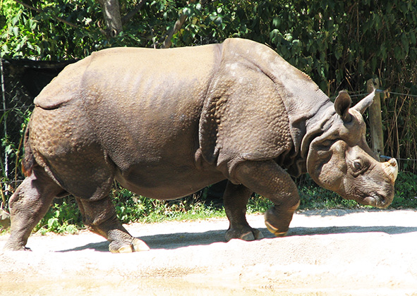 Indian rhino in zoo