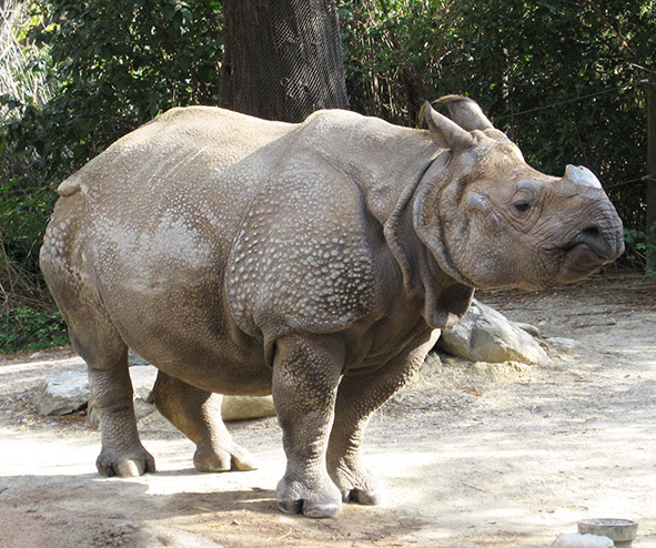 Indian rhinoceros with one horn