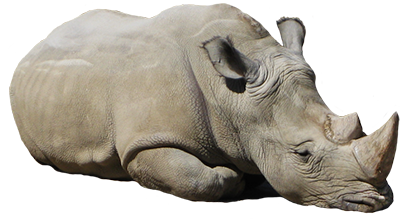 animal clip art resting rhinoceros
