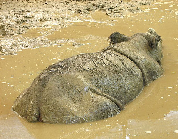 Sumatran rhinoceros in mud