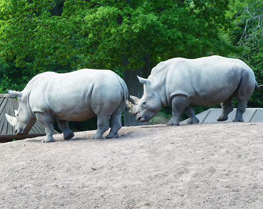 two White rhinos in zoo