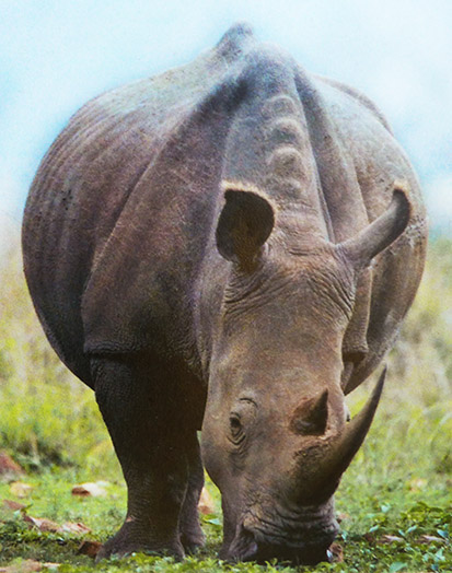 White Rhinoceros eating grass