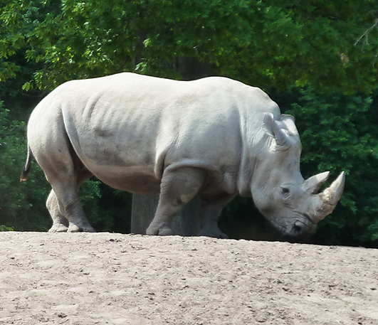 a picture of a rhinoceros