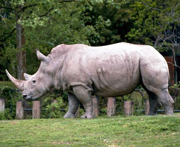 White african rhino