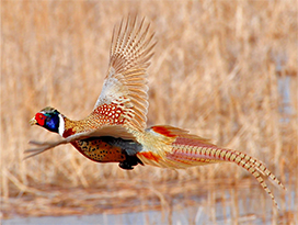 ring necked pheasant picture