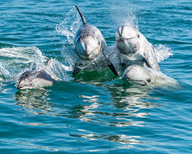 picture of Risso's dolphins