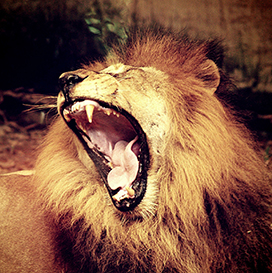 roaring or yawning lion picture