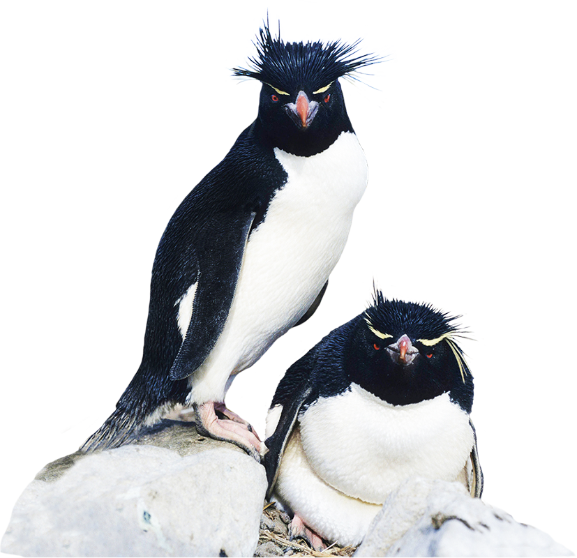 rockhopper penguin clipart