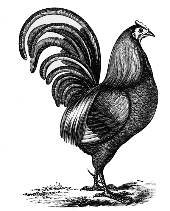 drawing of rooster