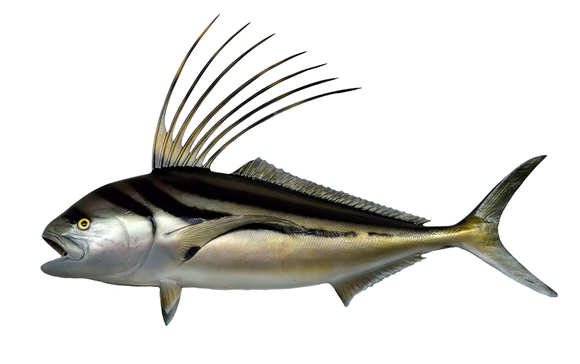 roosterfish clipart