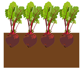 beetroot garden vegetable clipart