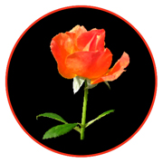 example of rose clipart