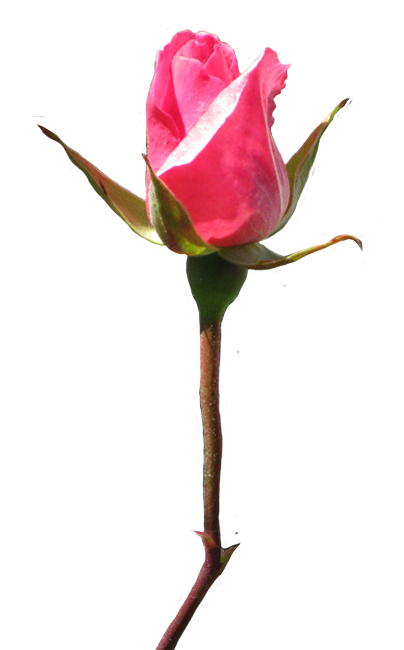 Rose clipart rosebud pink