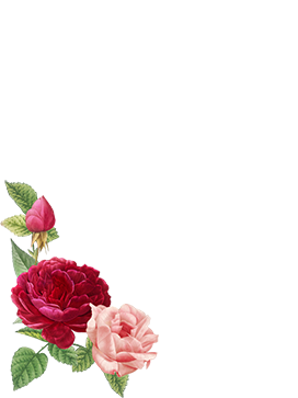 rose corner png