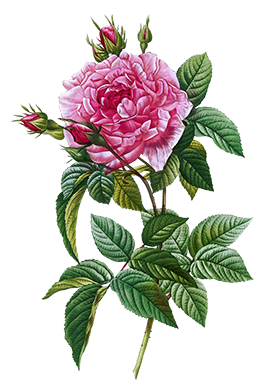 pink rose drawing