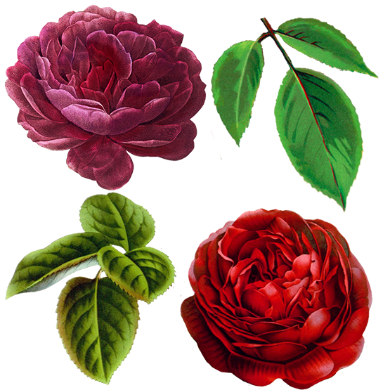 dark rose elements