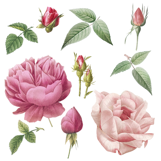 rose scrapbooking elements