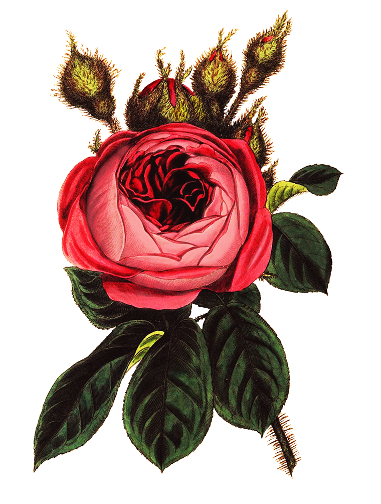 rose flower for scrapbooking
