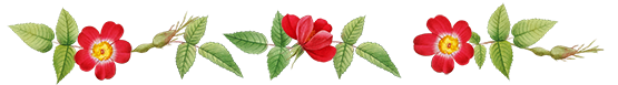 rose flower leaf border