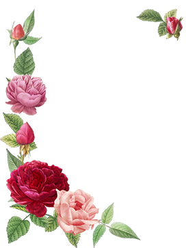 rose frame PNG