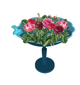 blooming roses in birdbath