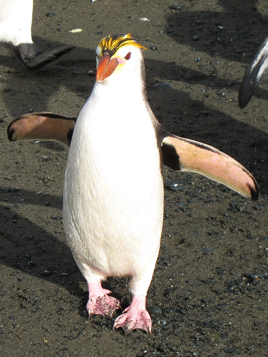 picture of Royal penguin