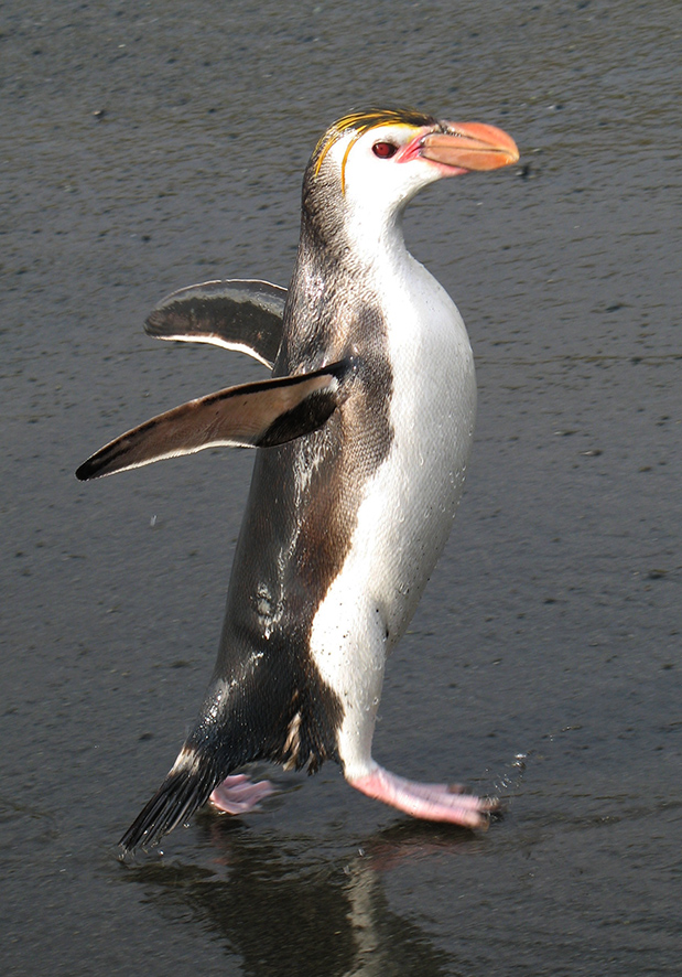 royal penguin wet sand