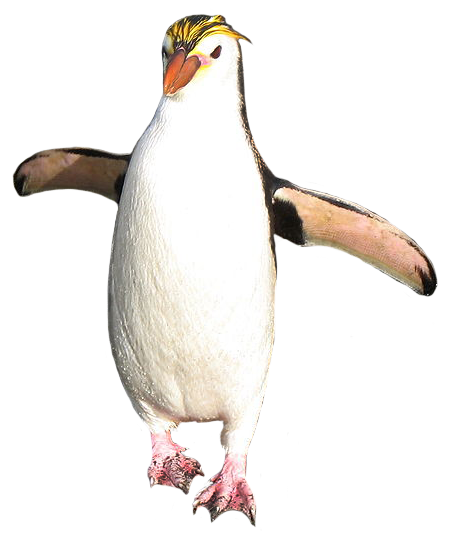 Royal penguin walking