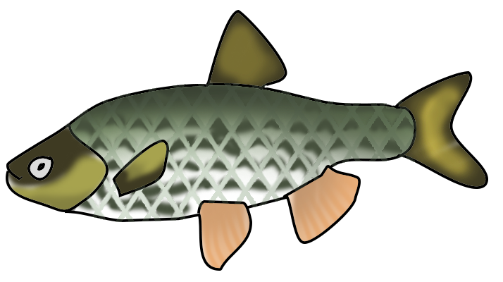 fish clipart no background - photo #12